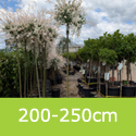 Salix Integra Hakuro Nishiki Flamingo Shrimp 3/4 standard